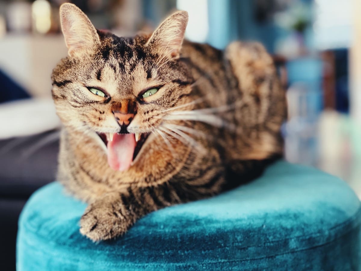 bağıran kedi