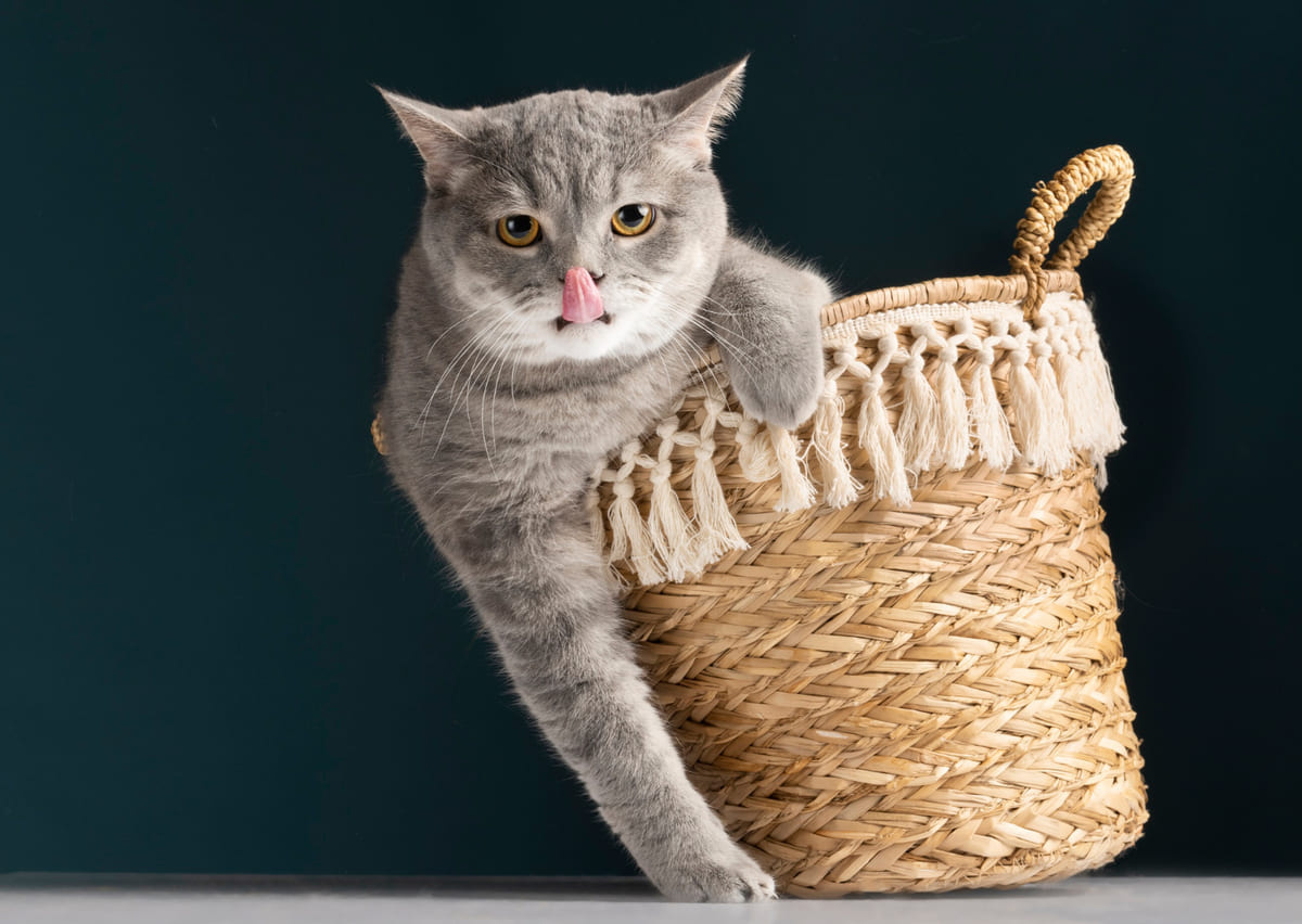 sepetin dışına çıkmış dili dışarıda kedi