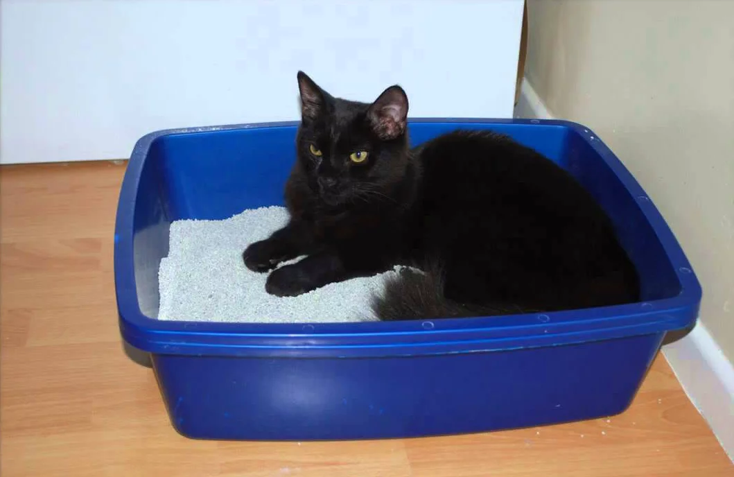 kedi tuvaletine oturmuş siyah kedi