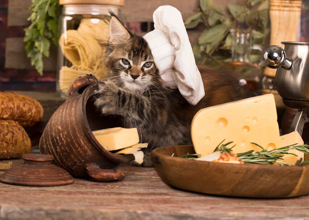 peynir tezgahında duran kedi