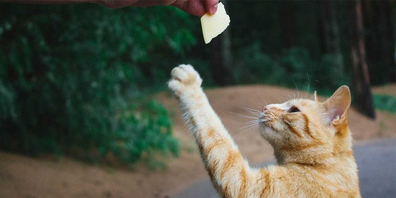 peynire uzanan kedi