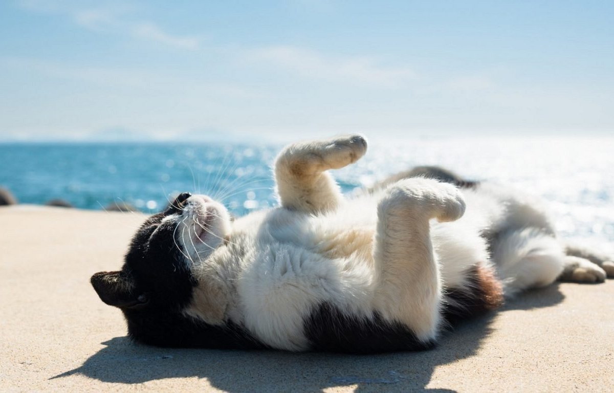 açık havada sırtüstü yatıp güneşlenen kedi