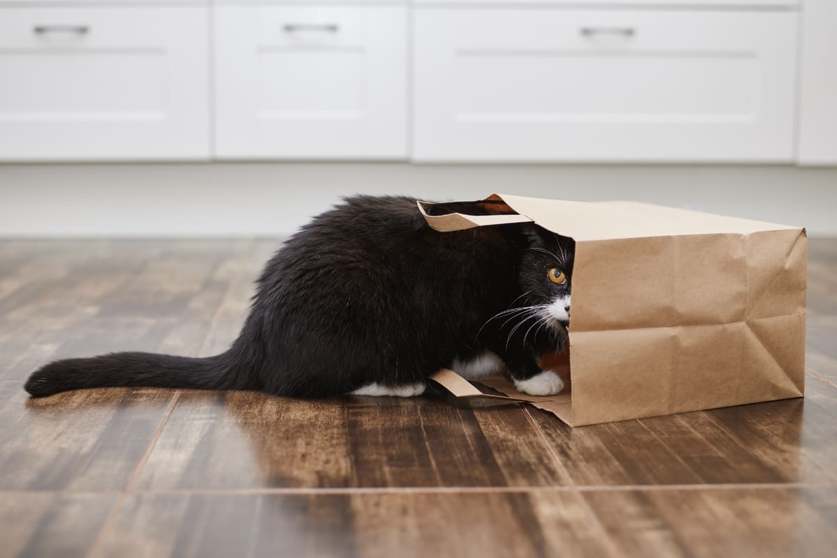 karton torbaya giren siyah beyaz kedi