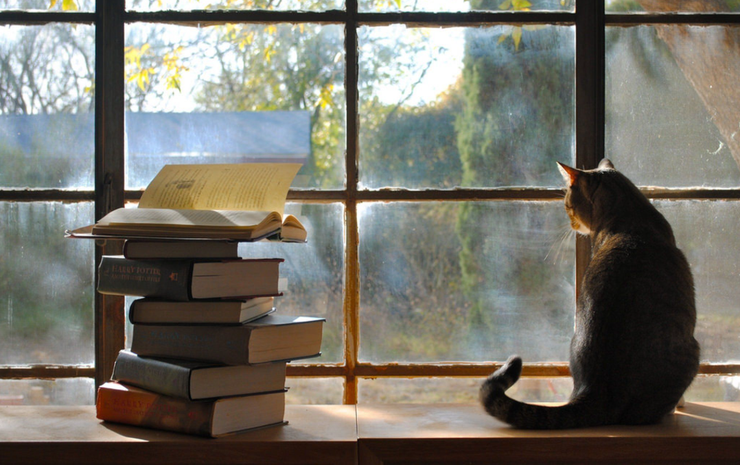 kitapların yanında durup dışarı bakan tekir kedi