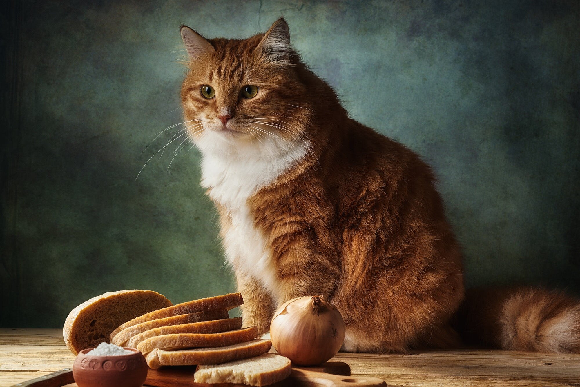 ekmeklerin. yanında duran kedi