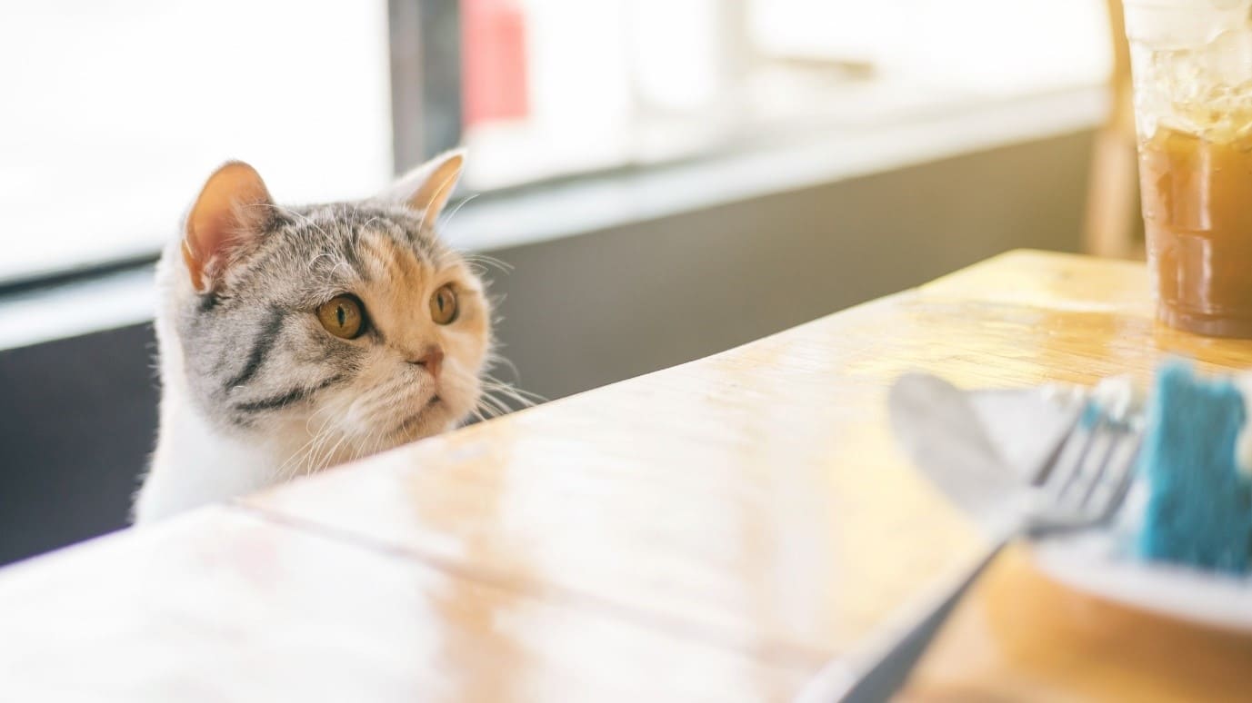 masanın üzerine bakan kedi