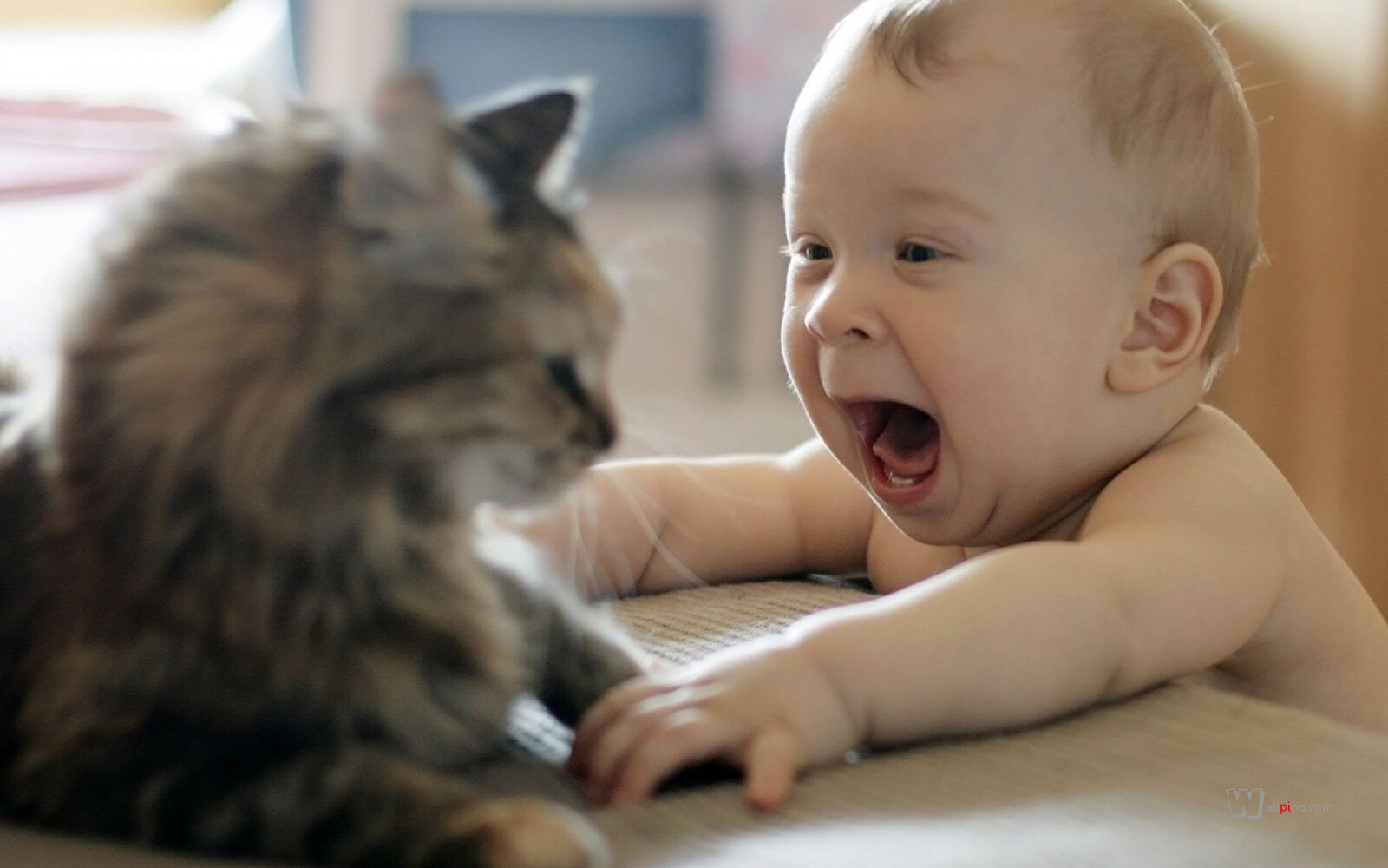 kediyle oynamaya çalışan bebek