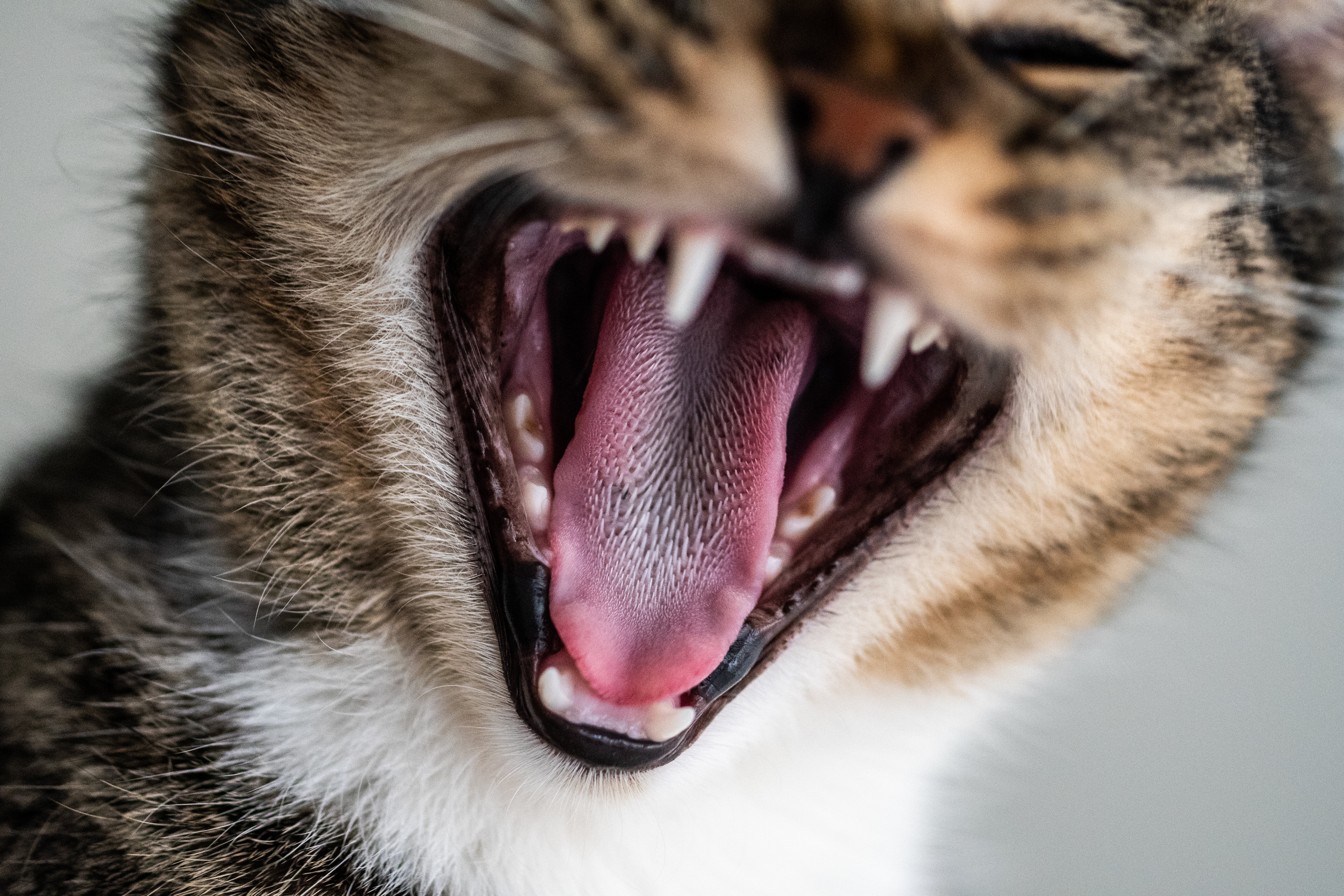bağırırken dişleri görüntülenen kedi