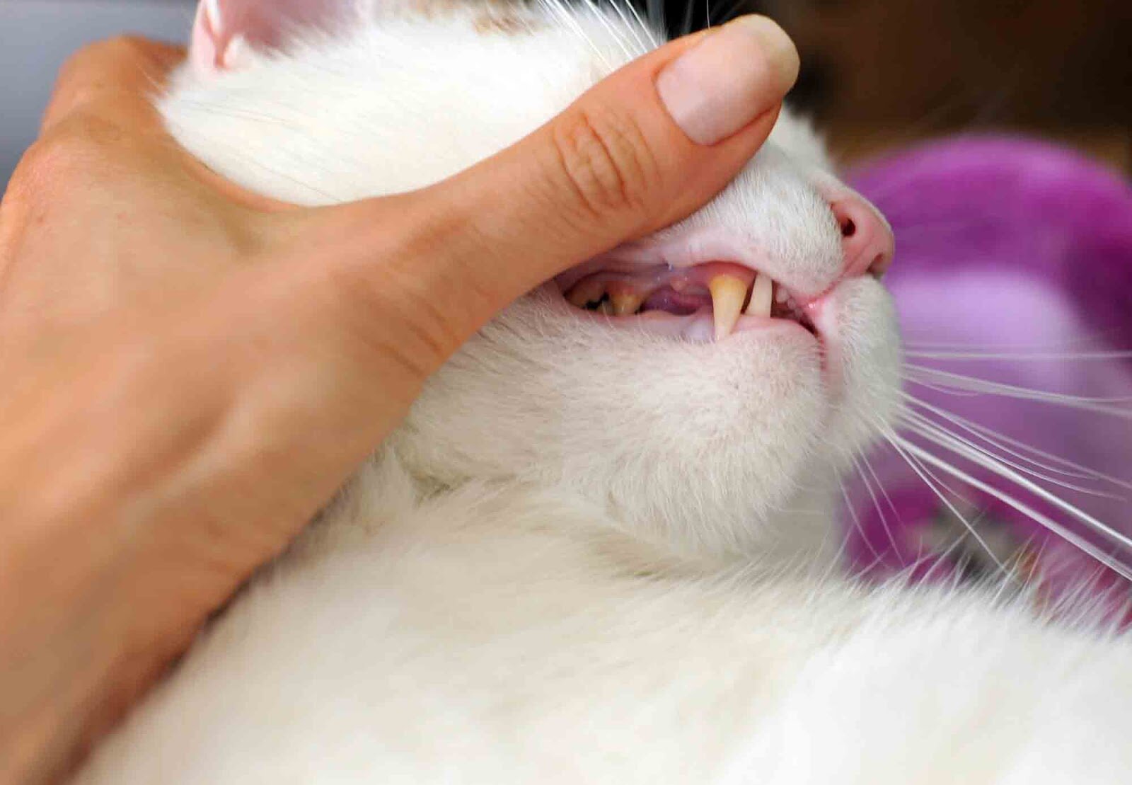 dişlerine bakılan kedi