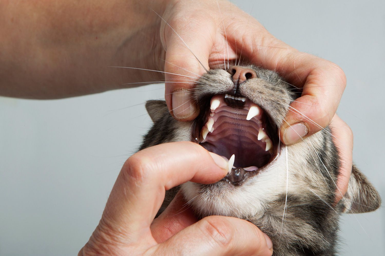 ağız ve diş kontrolü yapılan kedi