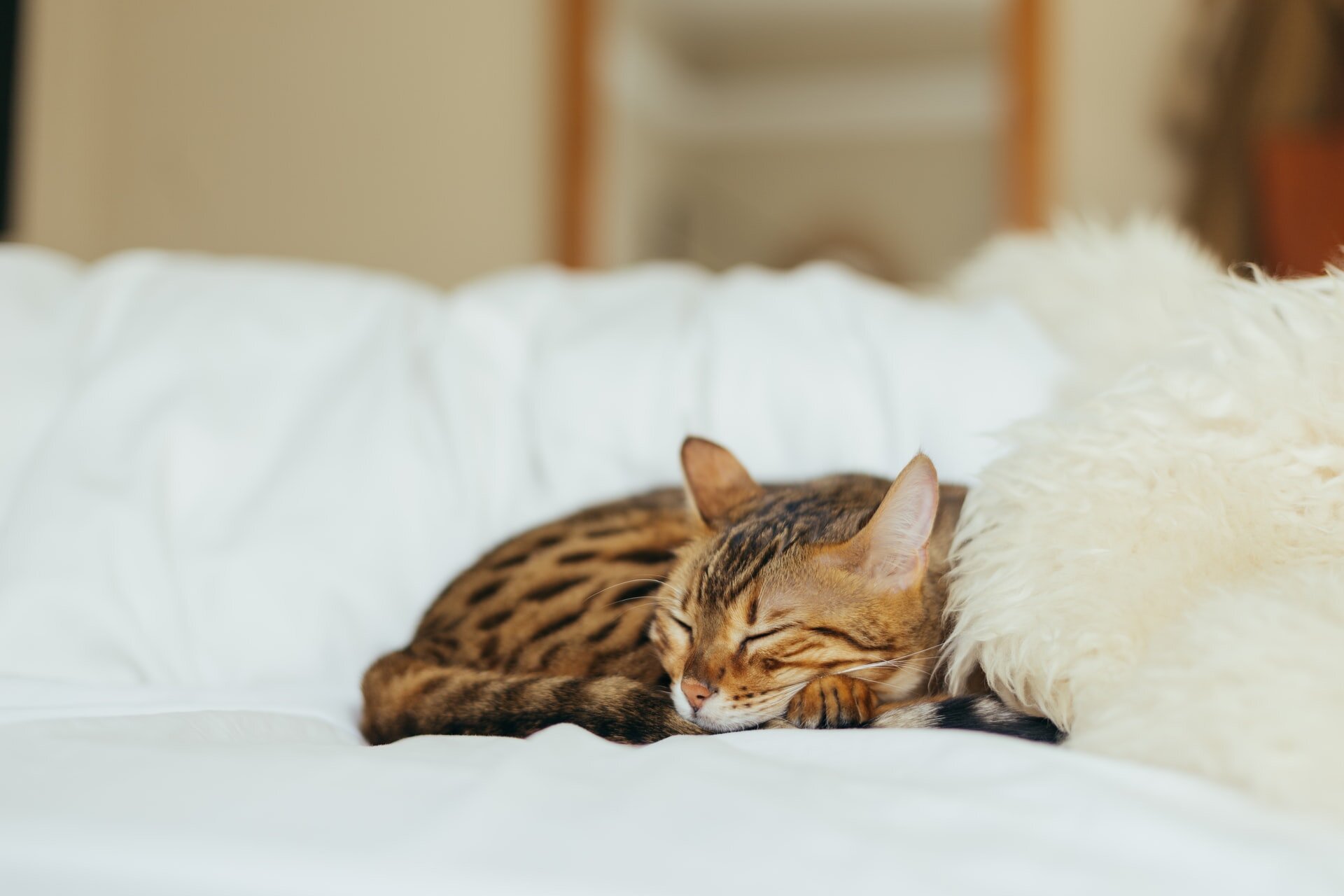 beyaz çarşaflı yatakta yatan tekir kedi