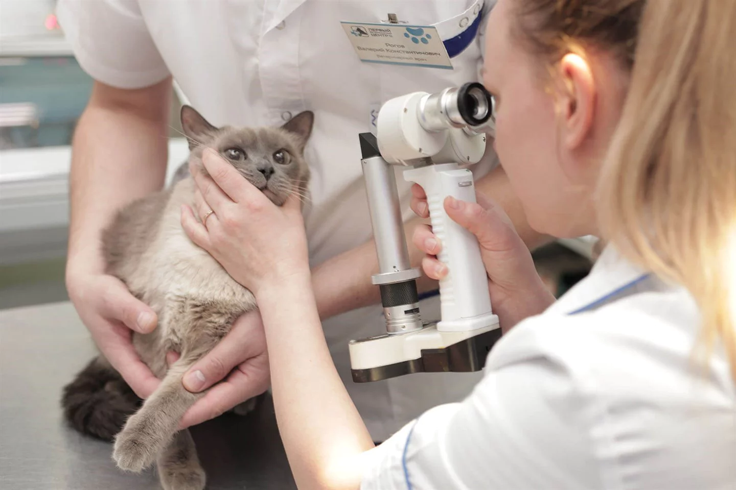 veteriner hekim tarafından gözleri kontrol edilen kedi