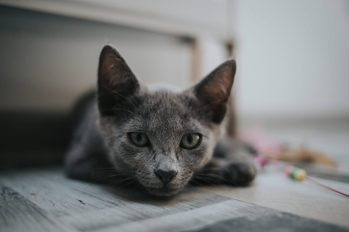 halsiz yatan gri kedi