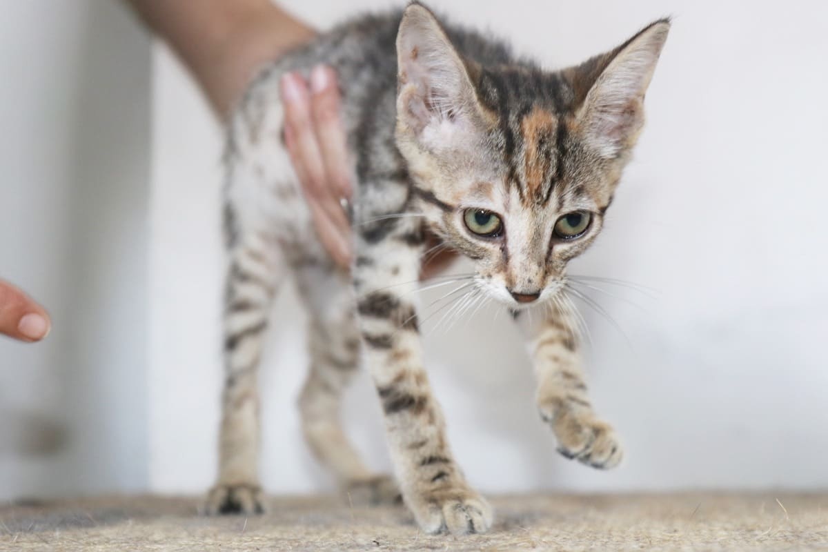 çok zayıf kedi