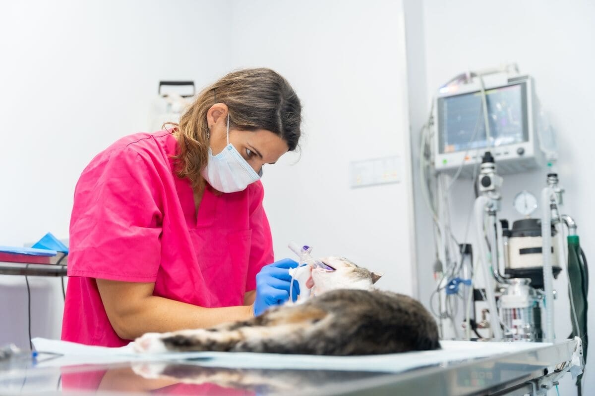 veteriner hekim tarafından klinikte tedavisi yapılan kedi