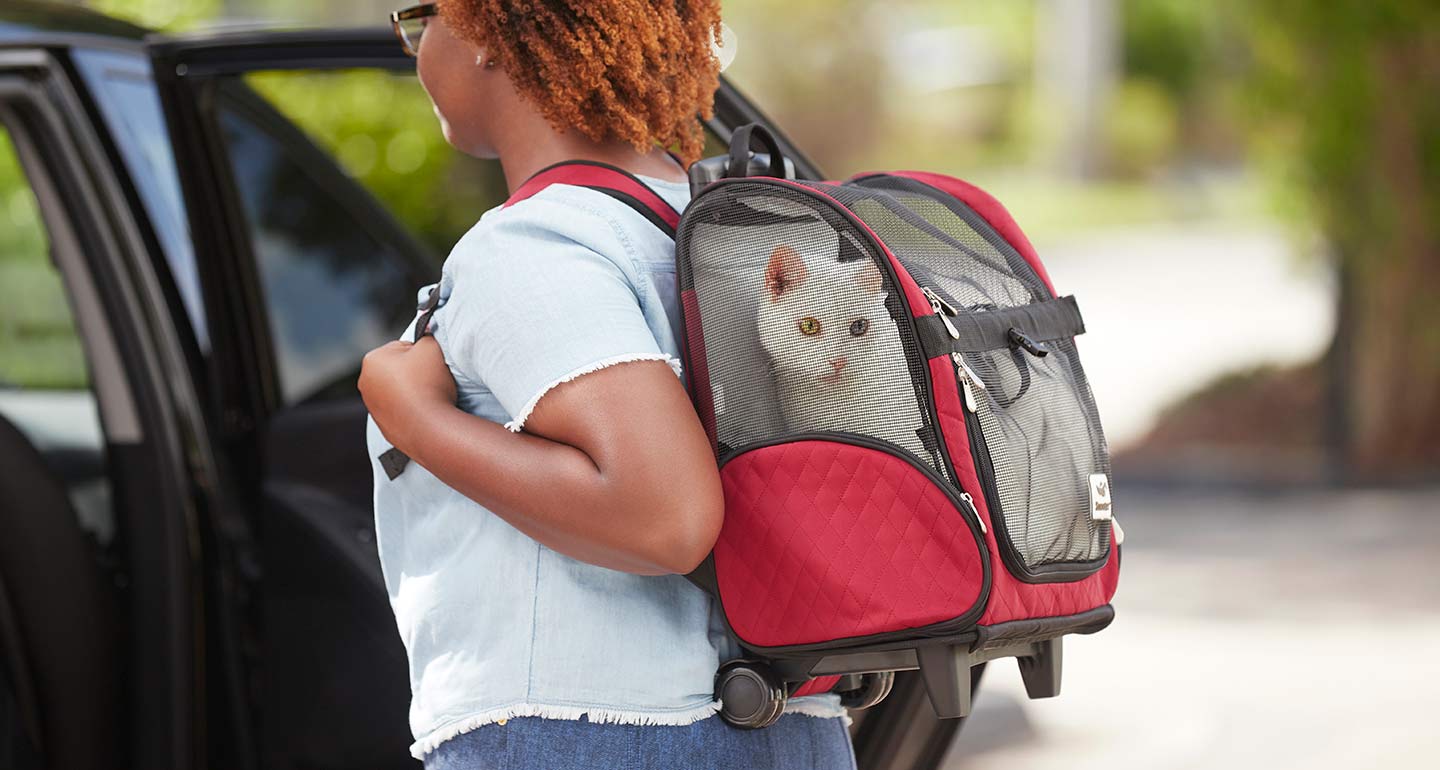 taşıma çantası içerisinde beyaz kedi