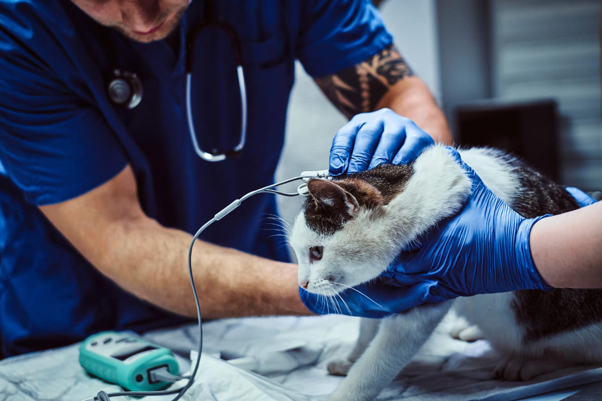 veteriner hekim tarafından acil müdahalede bulunulan kedi