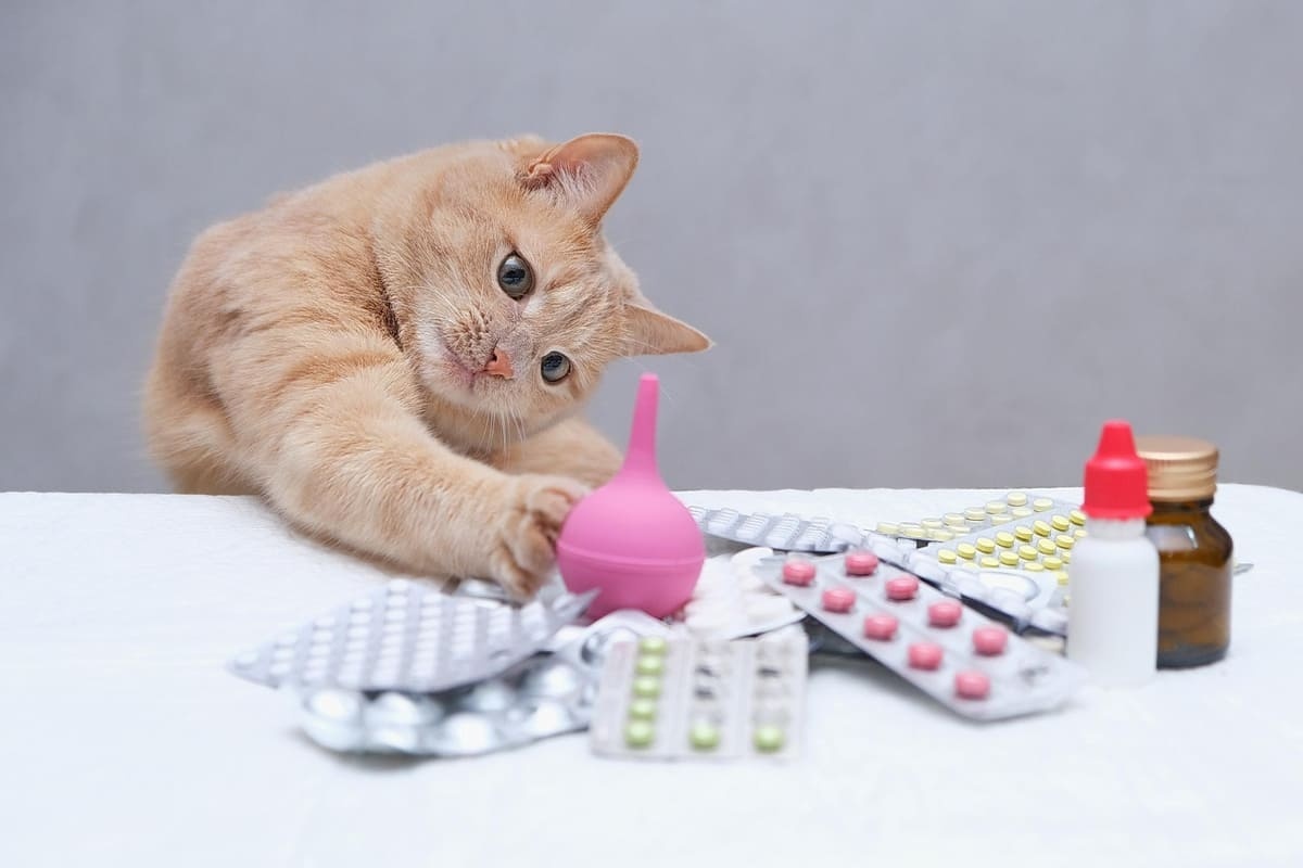 ilaçların arasındaki oyuncağı ile oynayan kedi