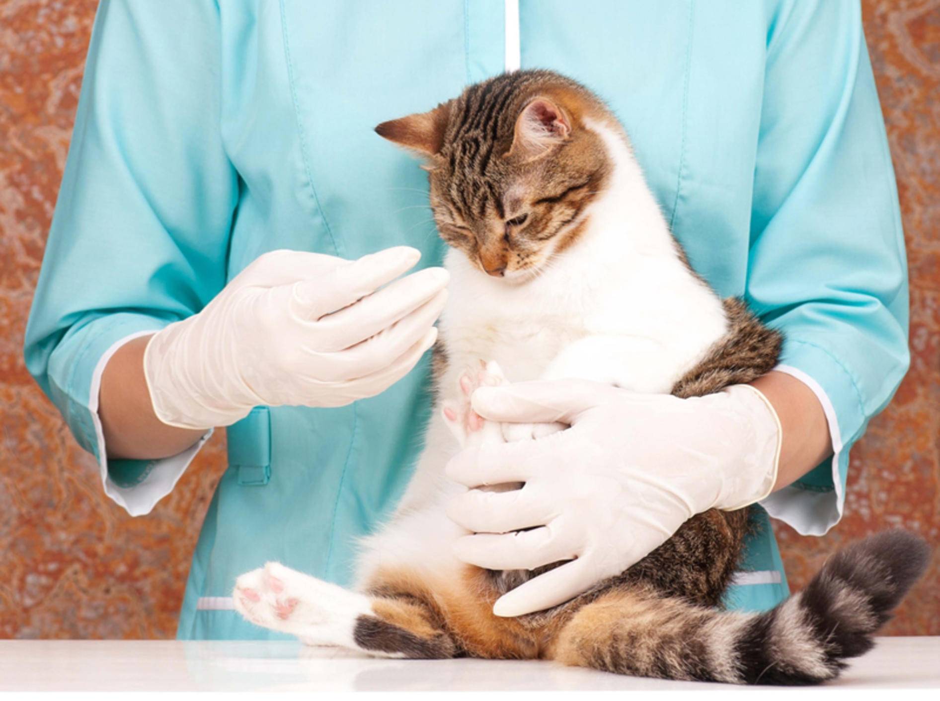 veteriner hekim tarafından meyane edilen kedi