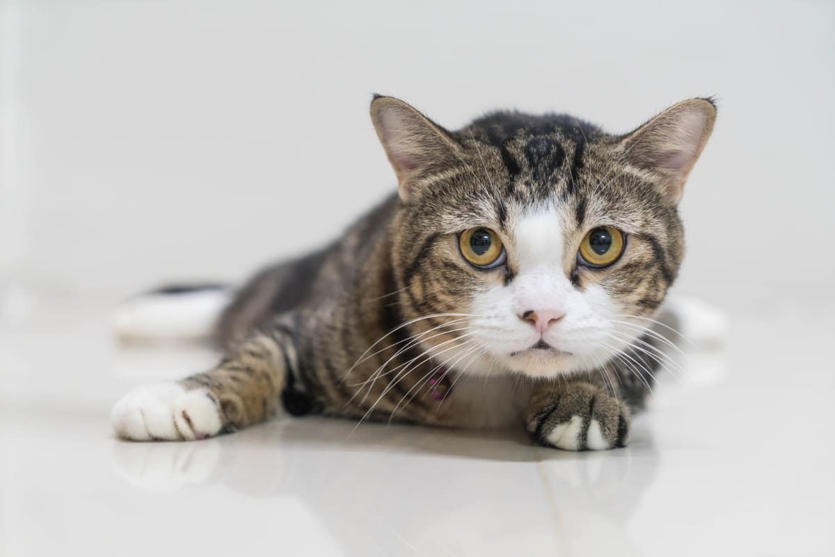 yere yapışmış korku dolu bakan kedi