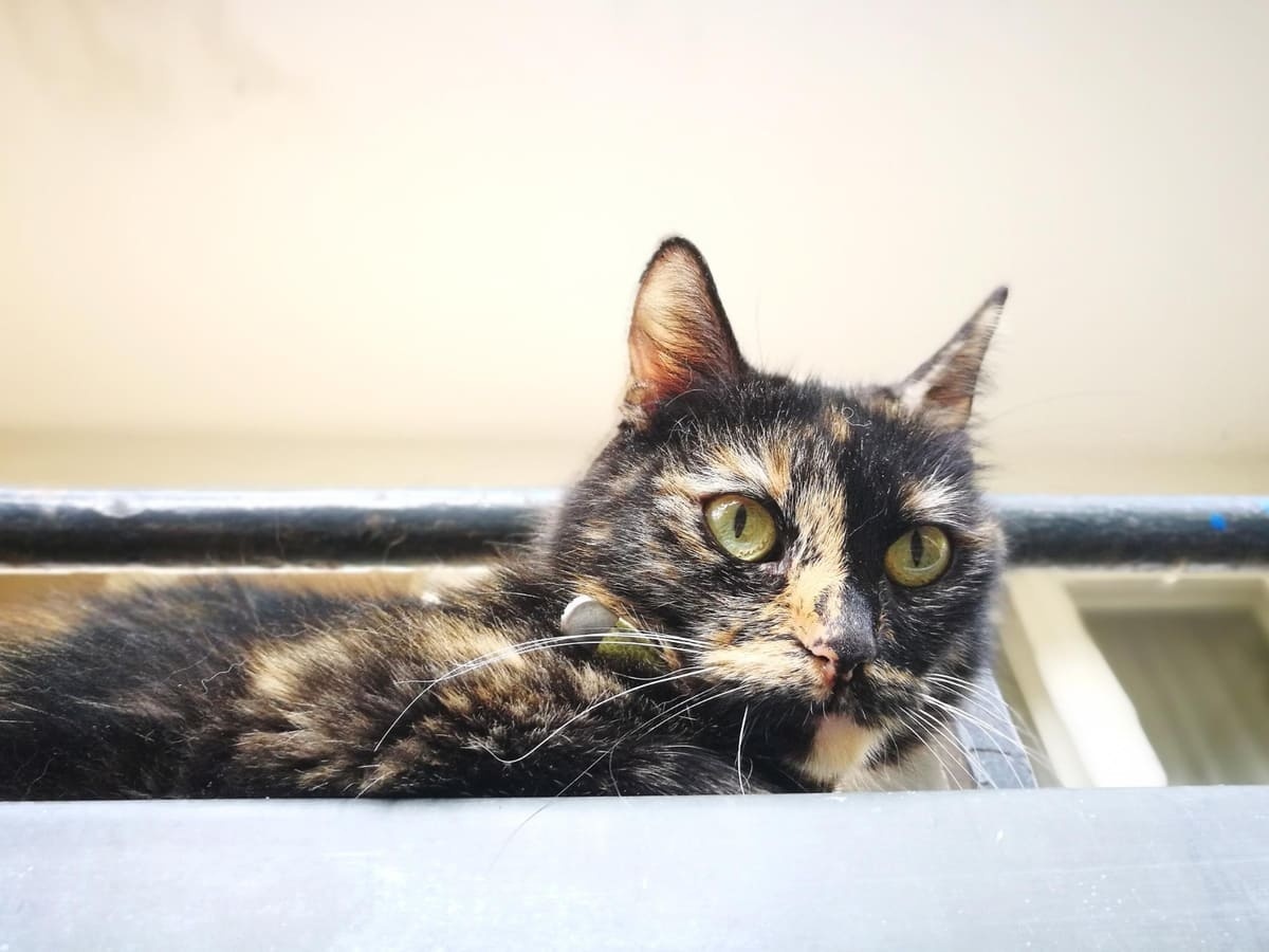 şaşkın bakan çok renkli kedi