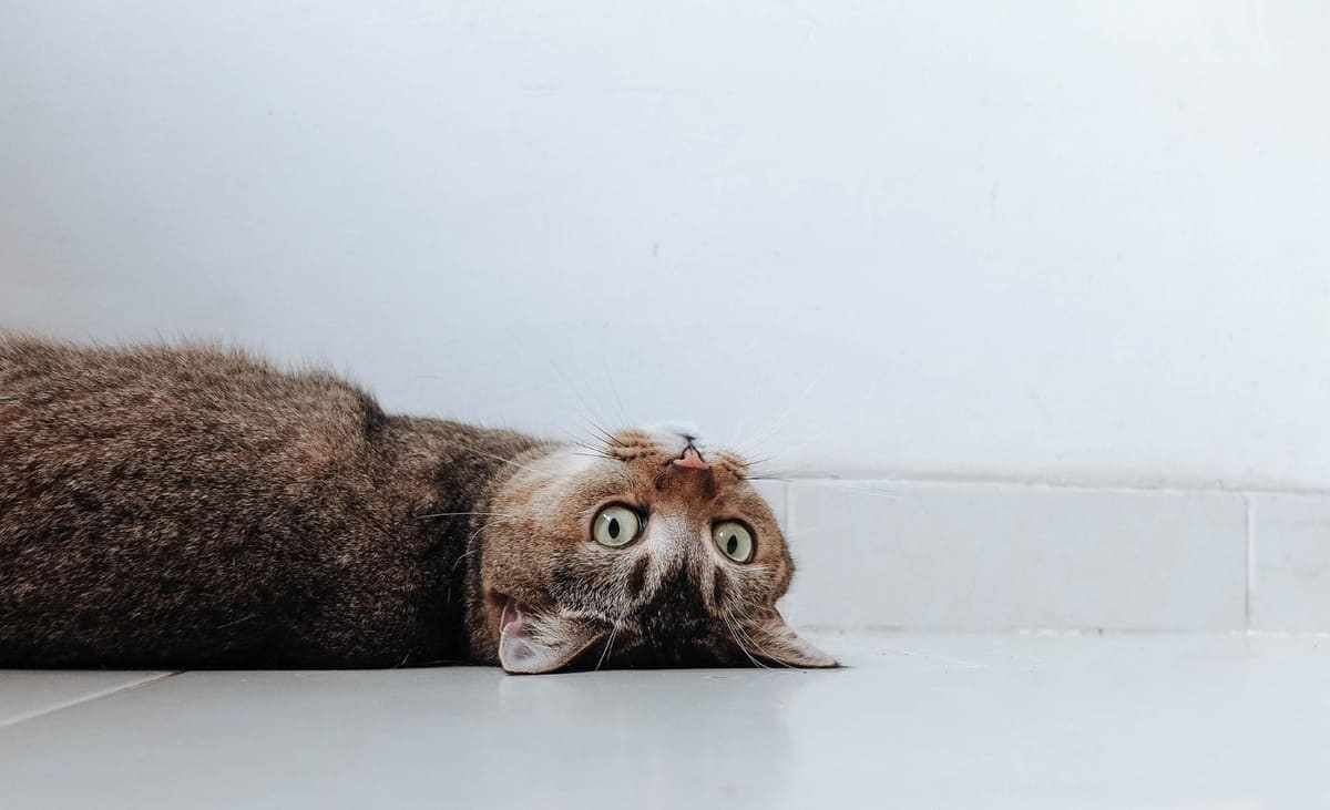 yatıp geriye bakan kedi