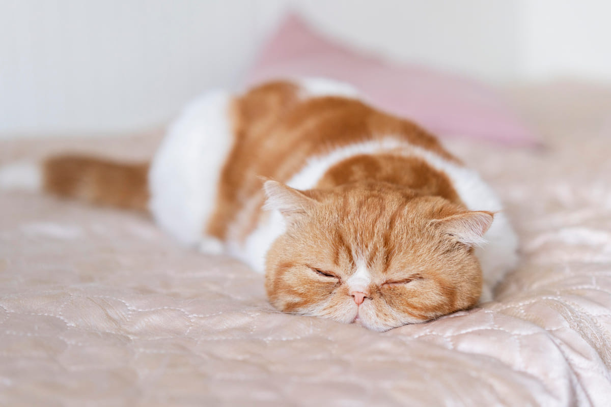 yatakta uzanan sarı beyaz kedi