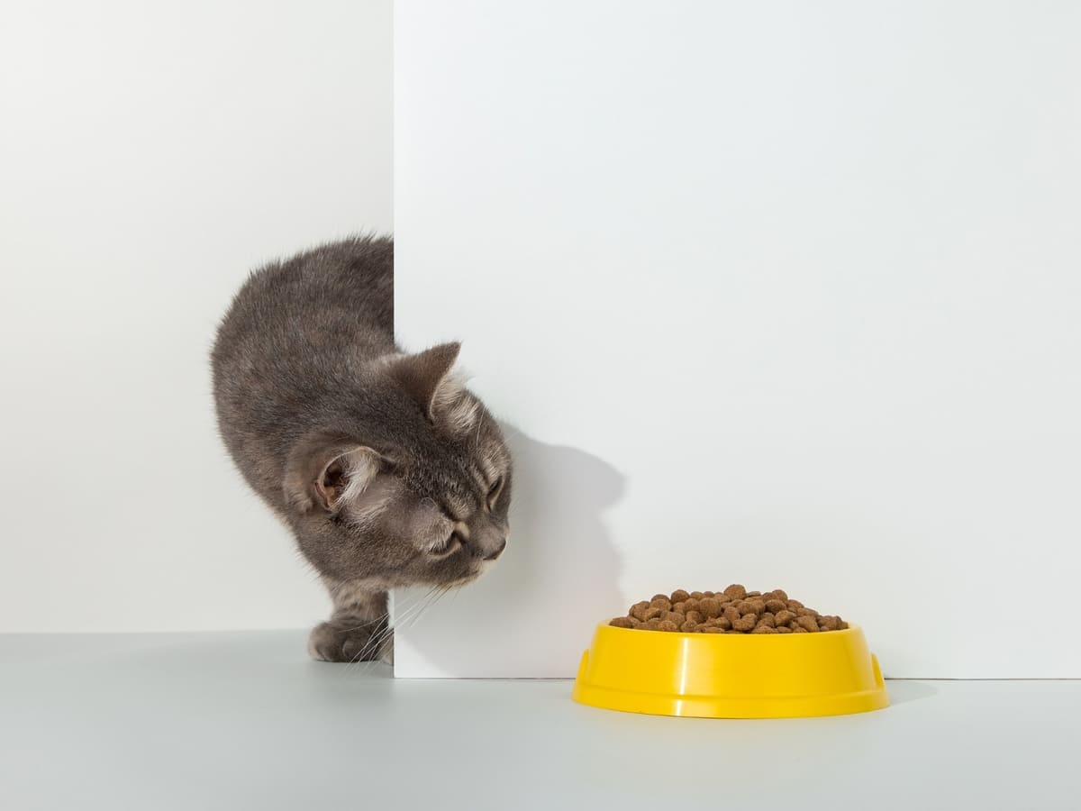 duvarın arkasından mama kabına doğru kafasını uzatan kedi