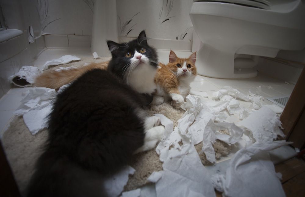 tuvalet kağıdı ile oynamış kediler