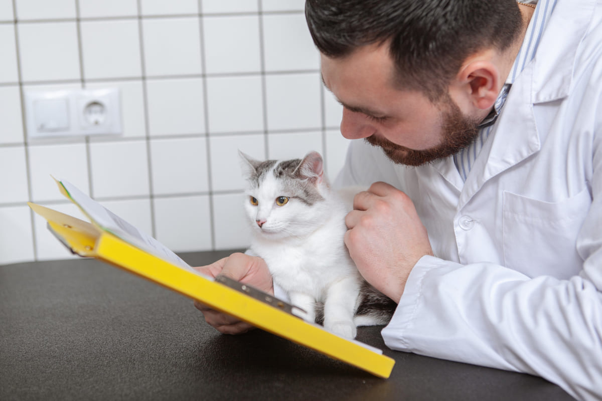 veteriner hekimle birlikte dosyasına bakarak poz veren kedi