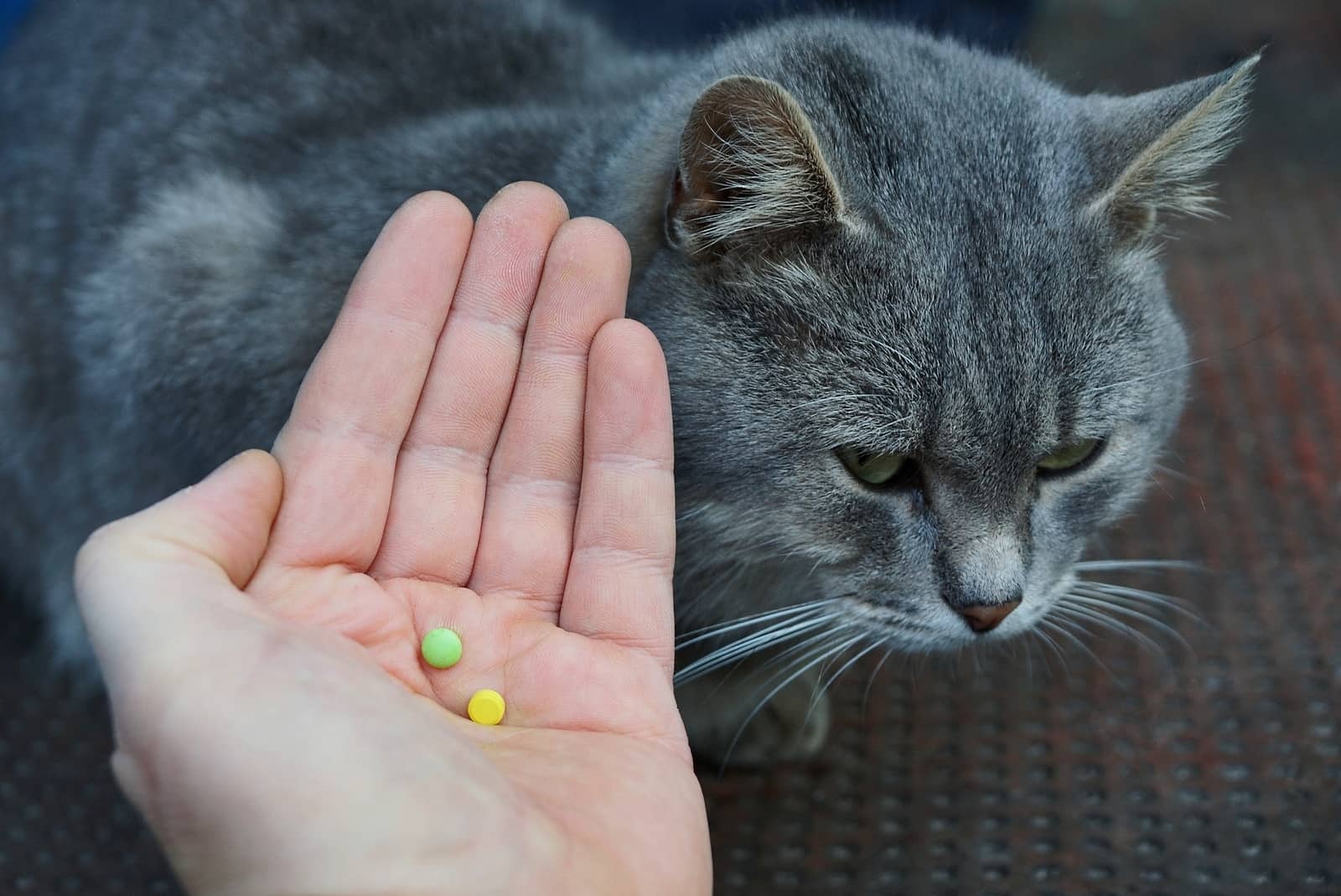 ilaç uzatılmış gri tüylü kedi