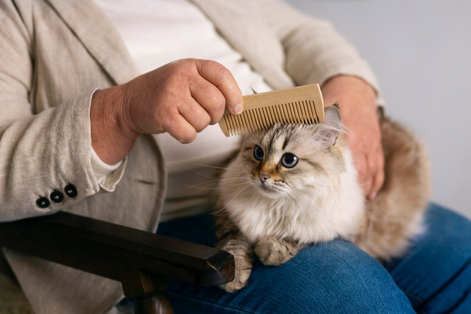 tüyleri taranan kedi