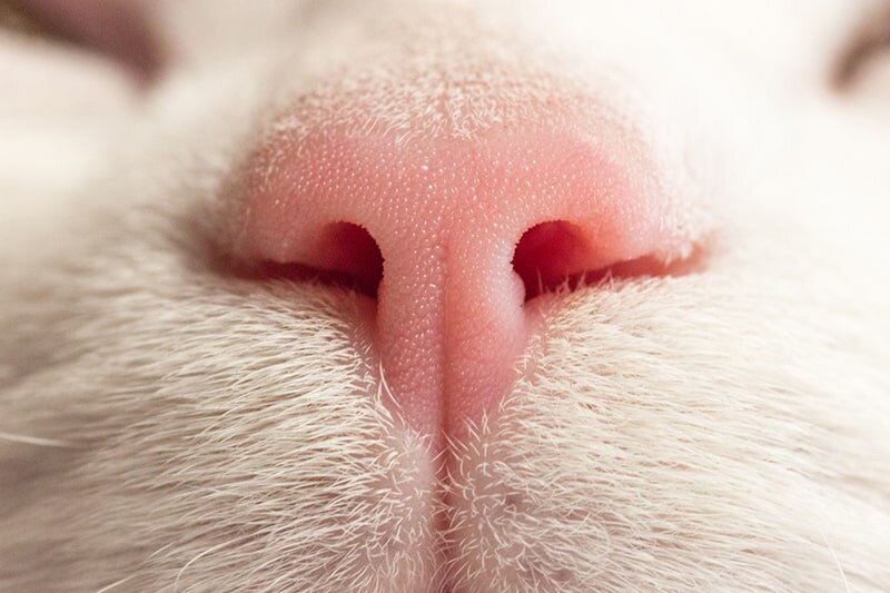 pembe kedi burnu