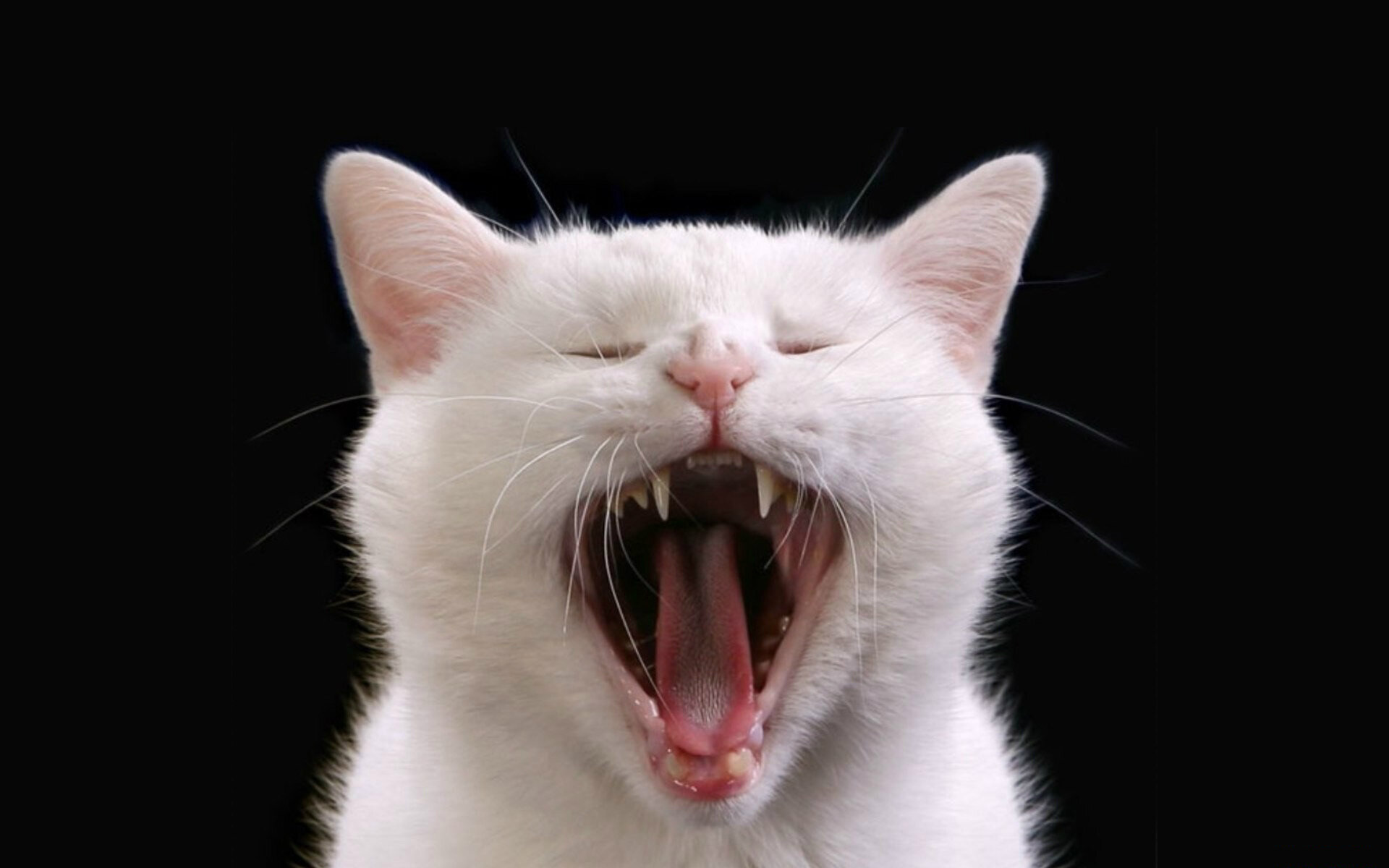ağzını açmış beyaz kedi
