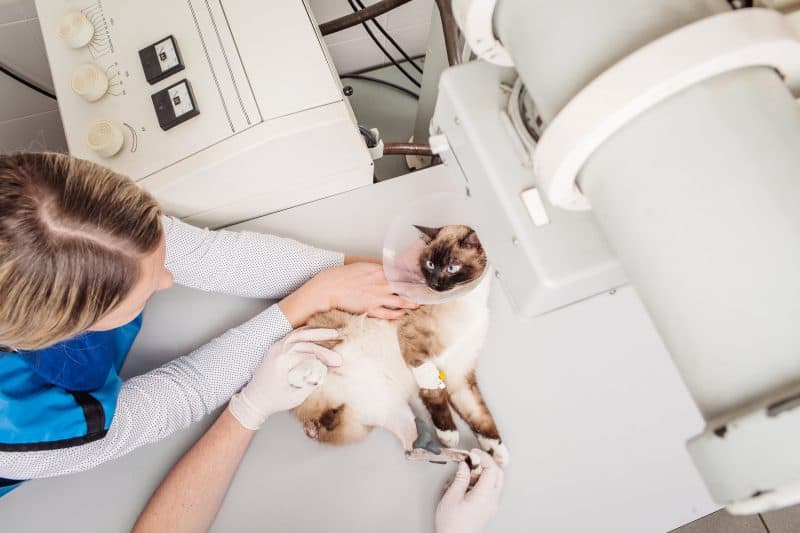 röntgen için hazırlanan kedi