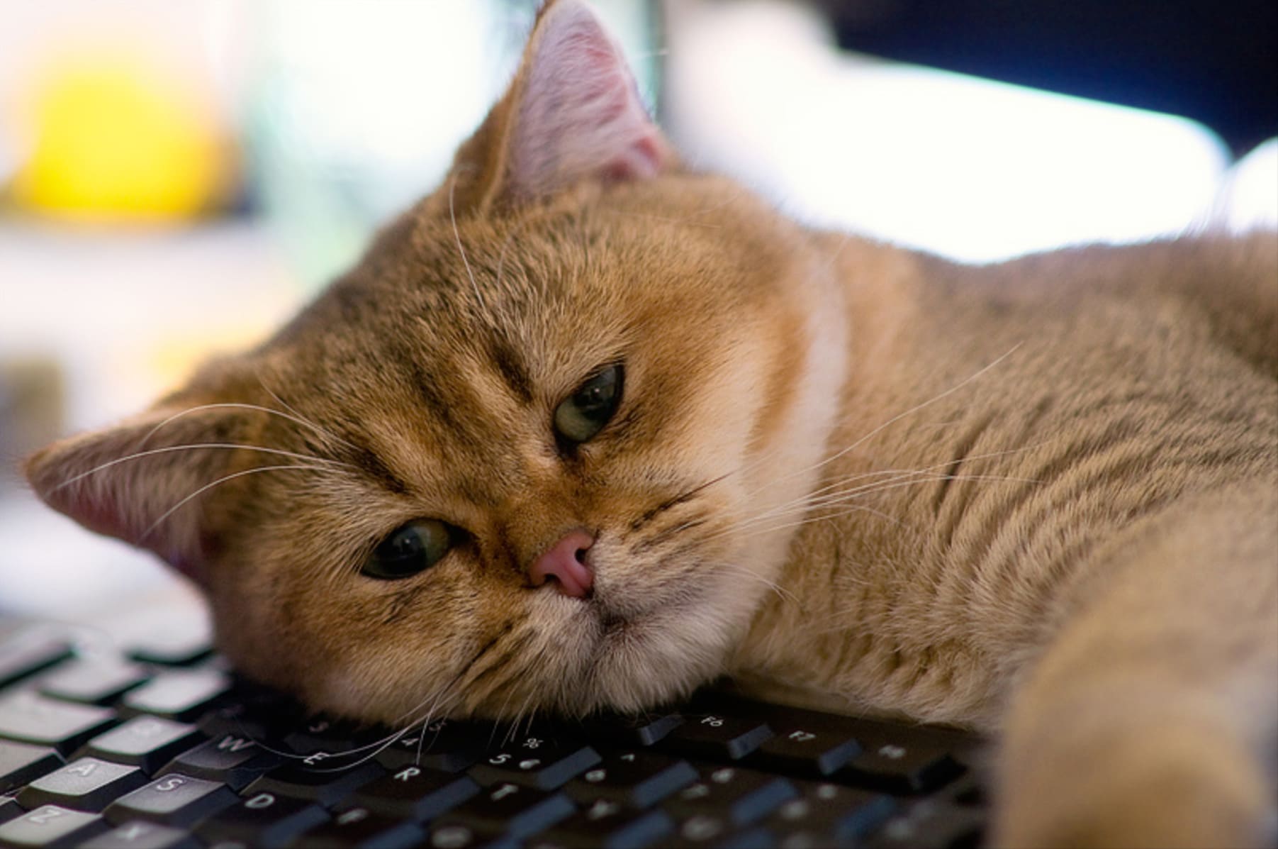klavye üzerine yatmış kedi