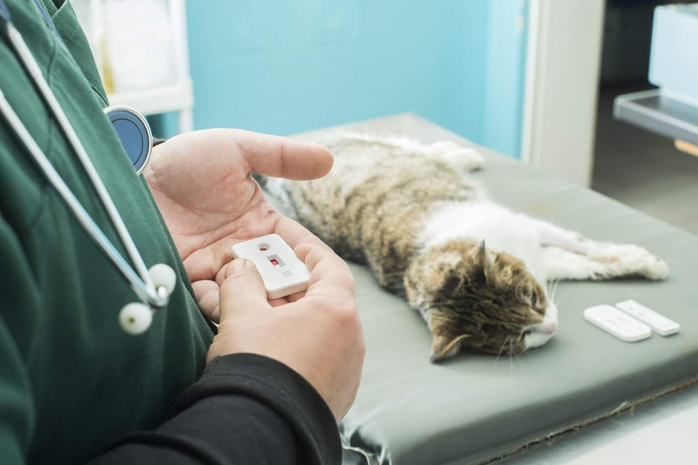 kan testi yapılan kedi