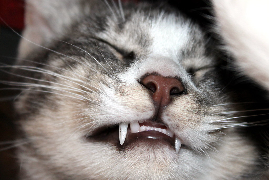 süt dişleri çıkmış yavru kedi