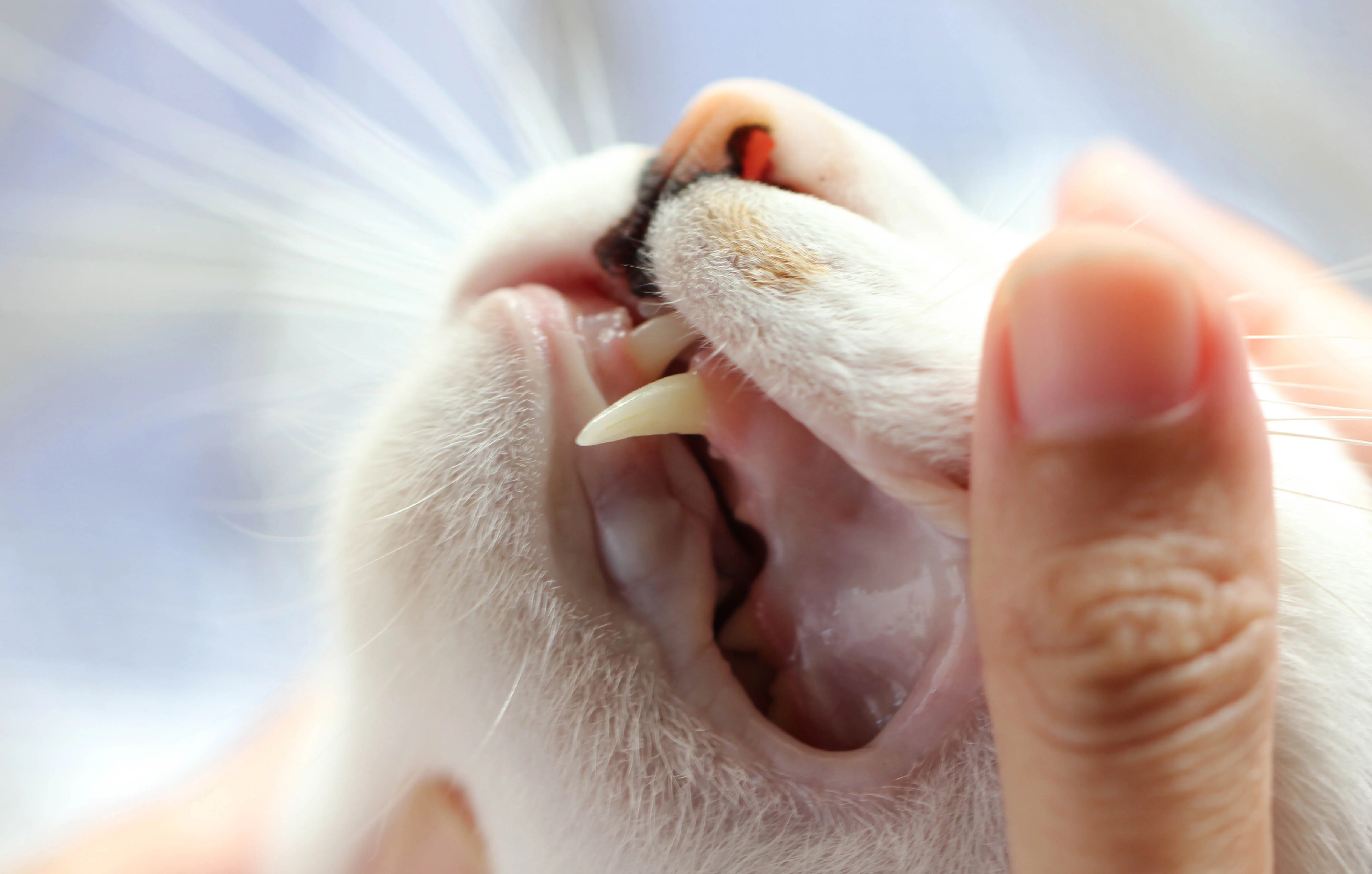 diş ve diş eti kontrolü yapılan kedi