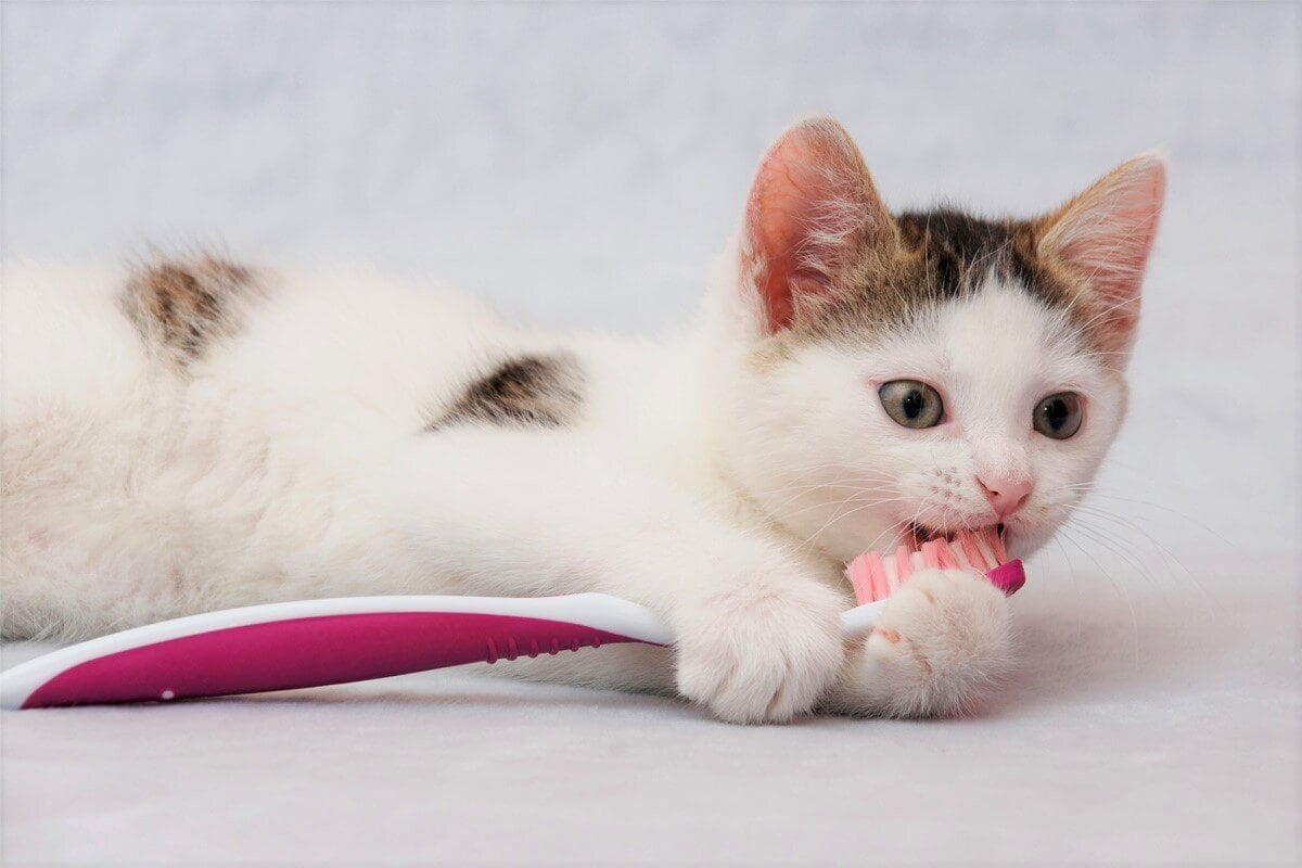 diş fırçası tutan kedi