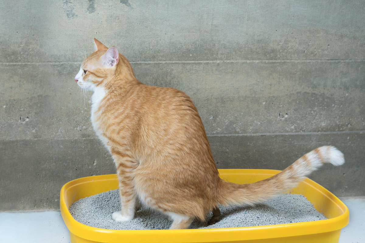 kedi tuvaletinde dışkılama yapan kedi