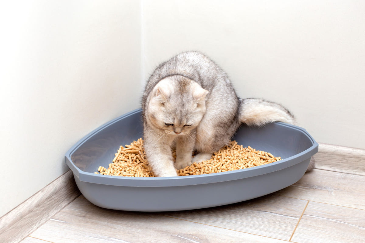 kum kabında dönen kedi