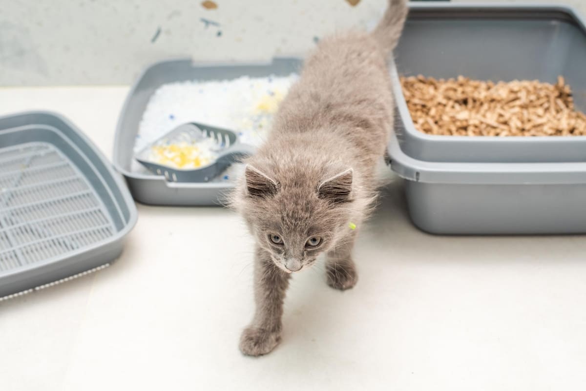 çift kedi tuvaletine sahip olan yavru kedi