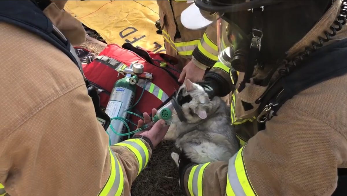first aid for cat survivor of fire