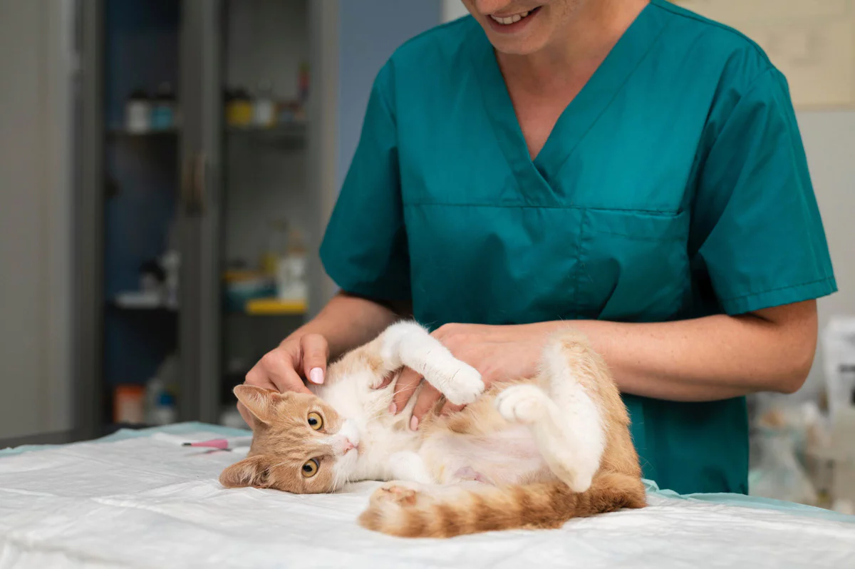 veteriner hekim tarafından kontrol edilen sarı tüylü kedi