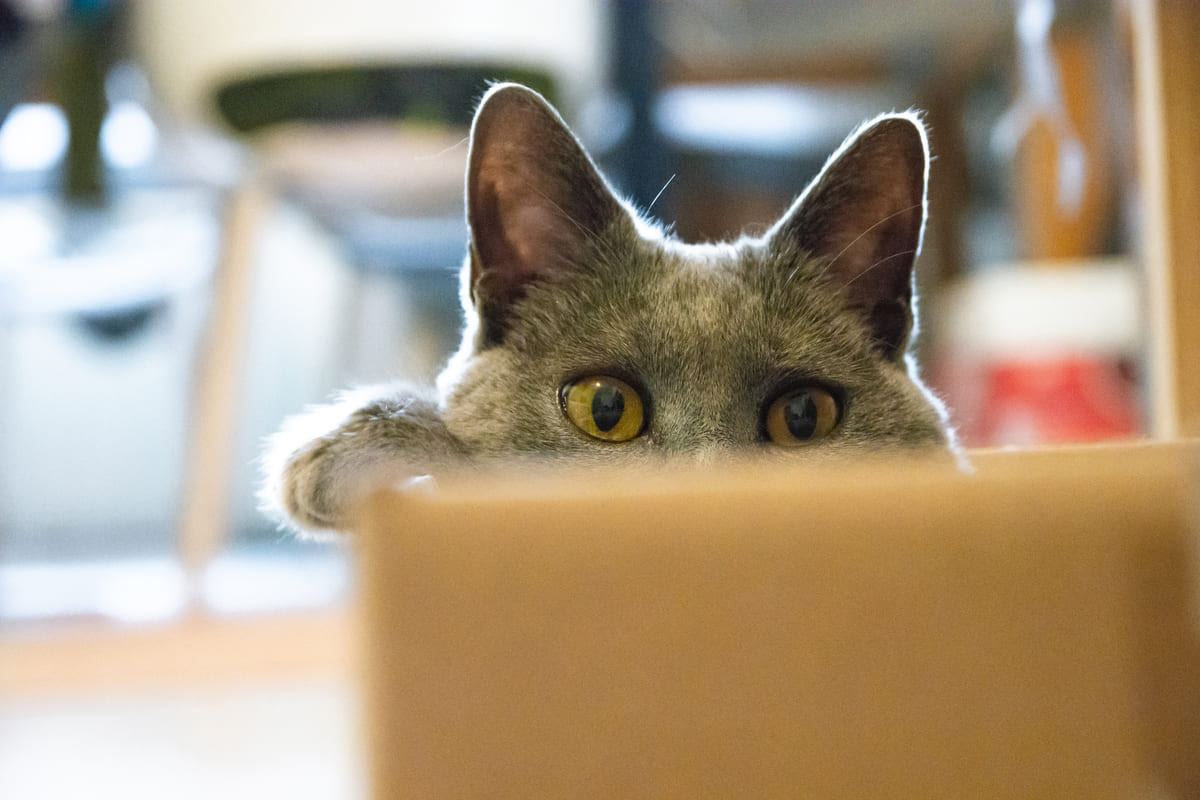 kutu içerisinden dışarıya bakan kedi