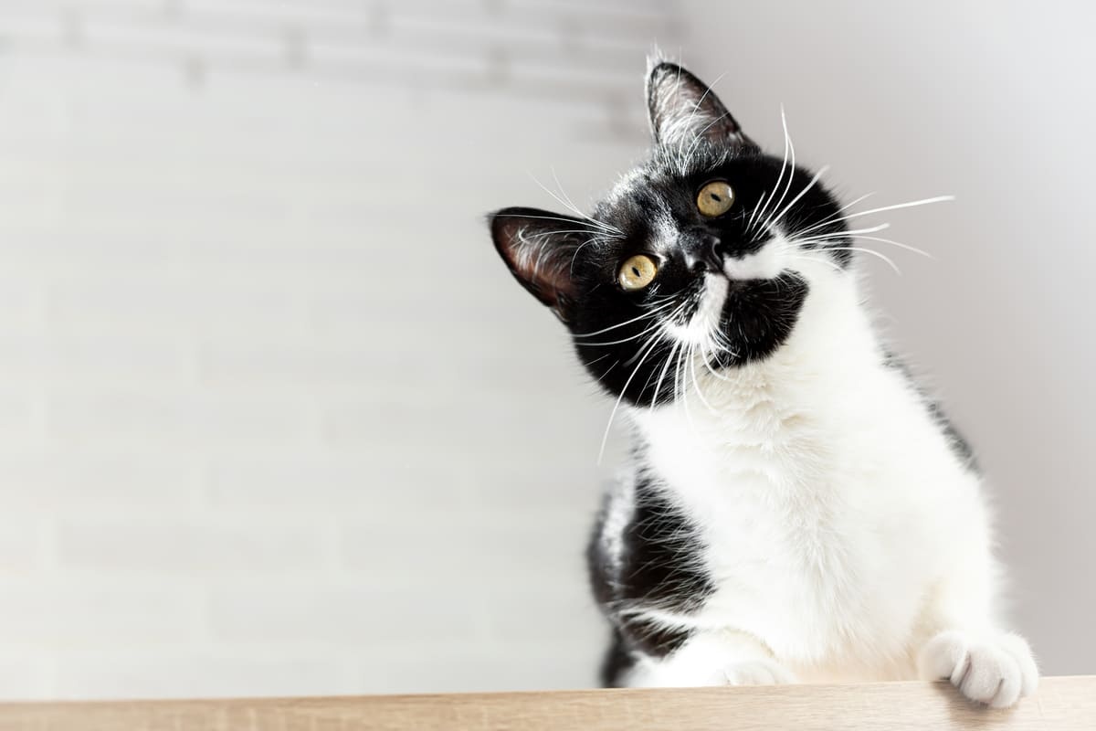 meraklı bakan beyaz siyah kedi