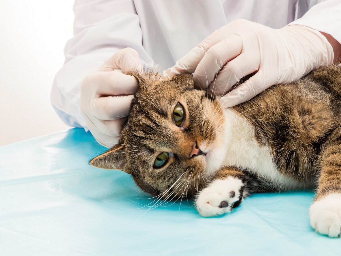 kulakları veteriner hekim tarafından kontrol edilen kedi