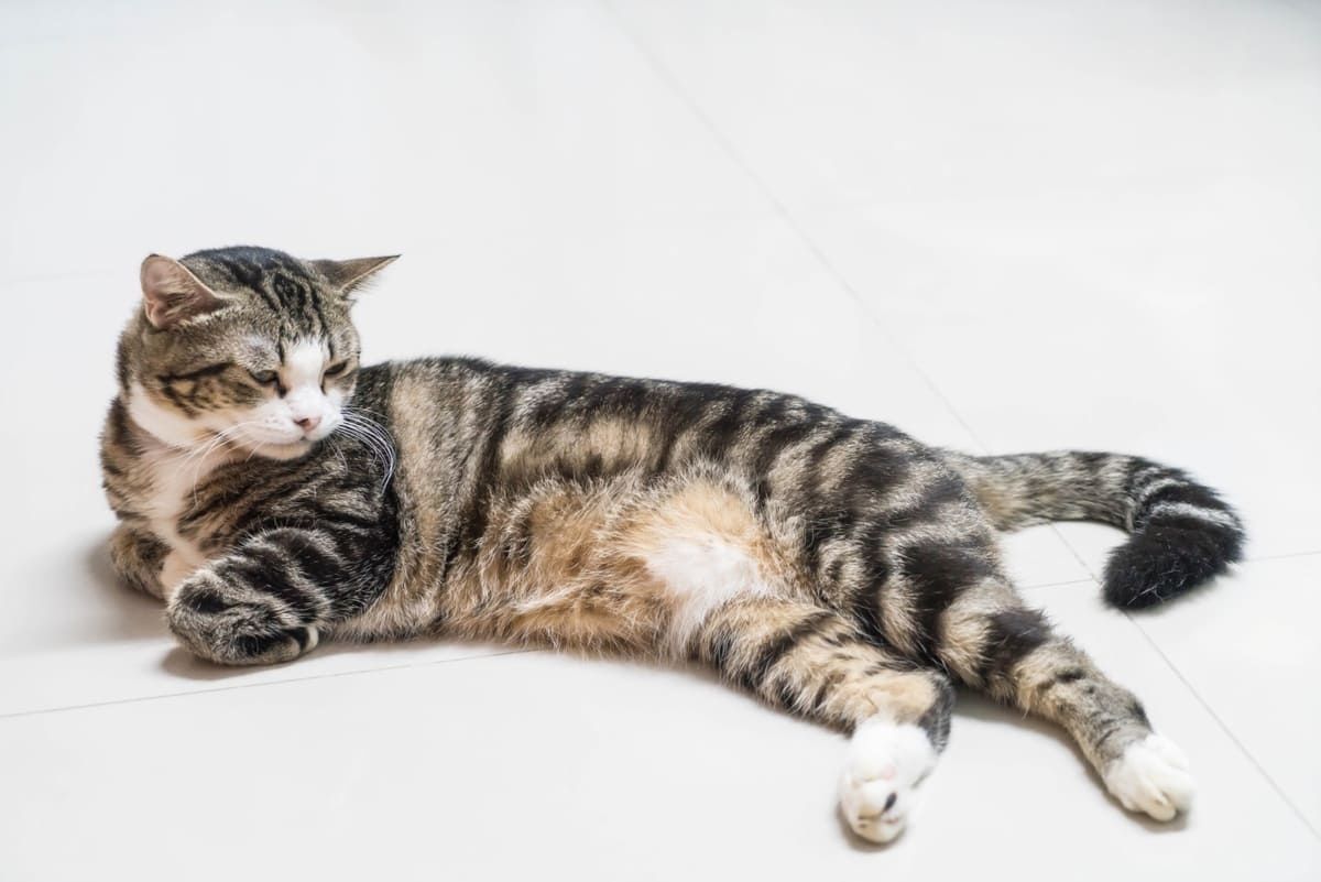 sere serpe yatan tekir kedi