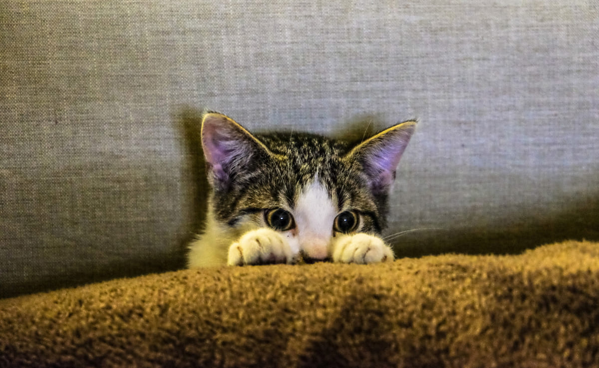 saklanan yavru kedi